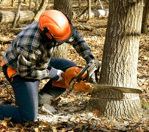 Tree Removal in Rush Springs, OK